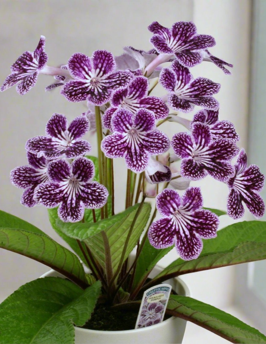 Streptocarpus Polka-Dot Purple - Dibleys