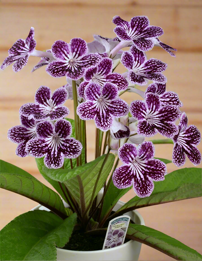 Streptocarpus Polka-Dot Purple