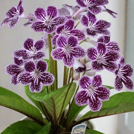 Streptocarpus Polka-Dot Purple