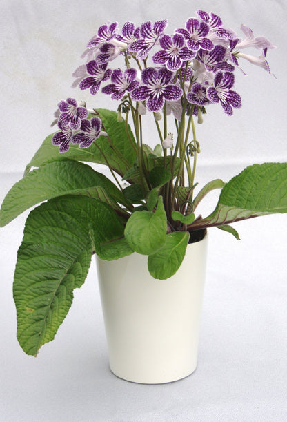 Streptocarpus Polka-Dot Purple - Dibleys