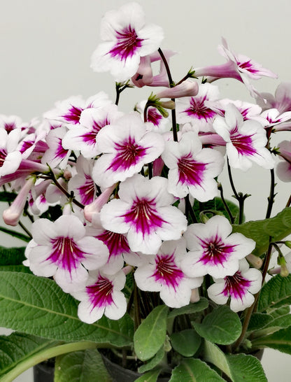 Streptocarpus Beverley NEW 2025