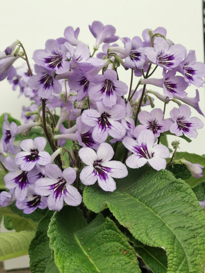 Streptocarpus Betty NEW 2025