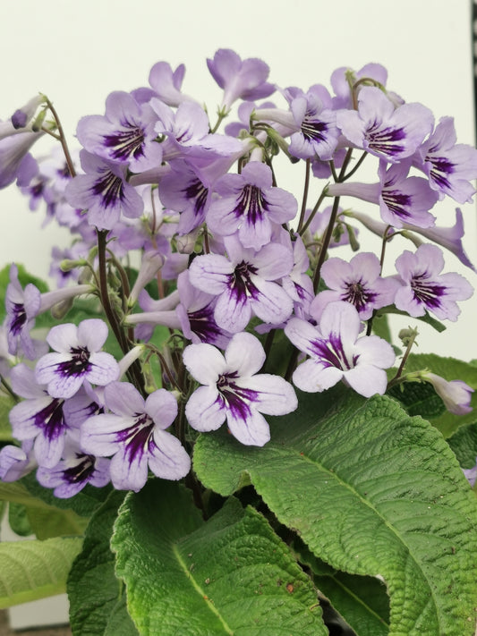 Streptocarpus Betty NEW 2025