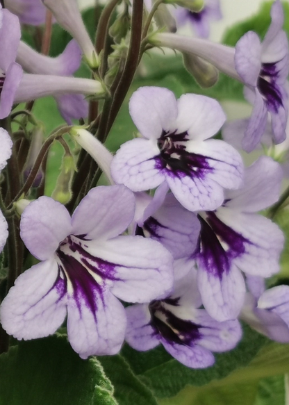 Streptocarpus Betty NEW 2025