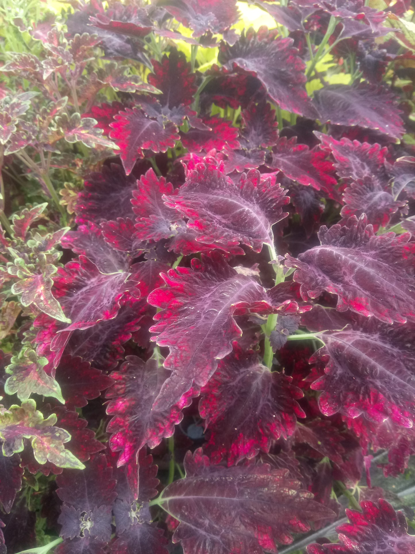 Coleus (Plectranthus) Red Velvet