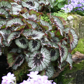 Begonia Rocheart