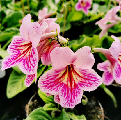 Streptocarpus Rosina NEW 2024