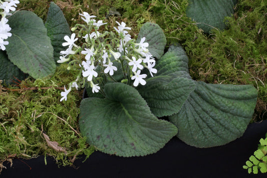 Streptocarpus pentherianus