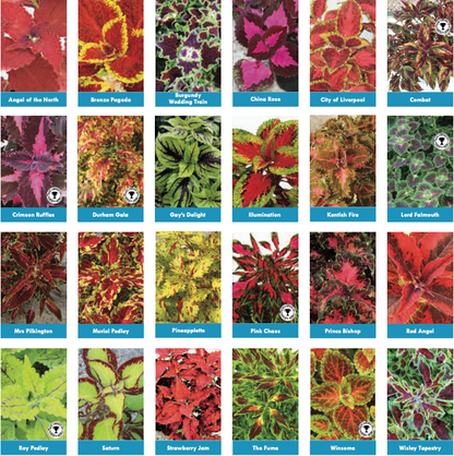 .Coleus Plug Plants/Starter Plants: All varieties will be re-listed and available to order from early April.