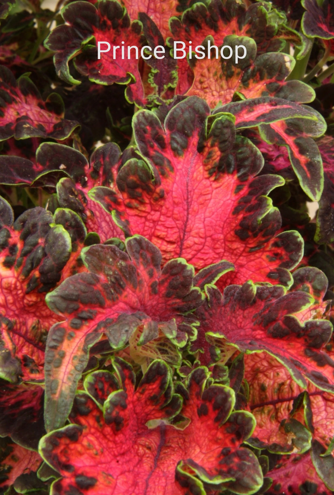 Coleus (Plectranthus) Prince Bishop