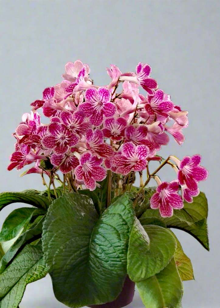 Streptocarpus Polka-Dot Pink (available until 21 November)