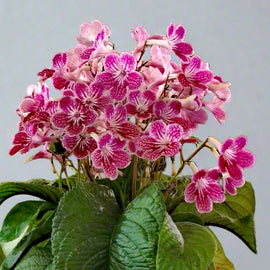 Streptocarpus Polka-Dot Pink