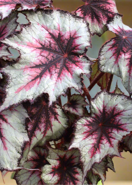 Begonia Silver Spirit