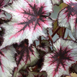 Begonia Silver Spirit