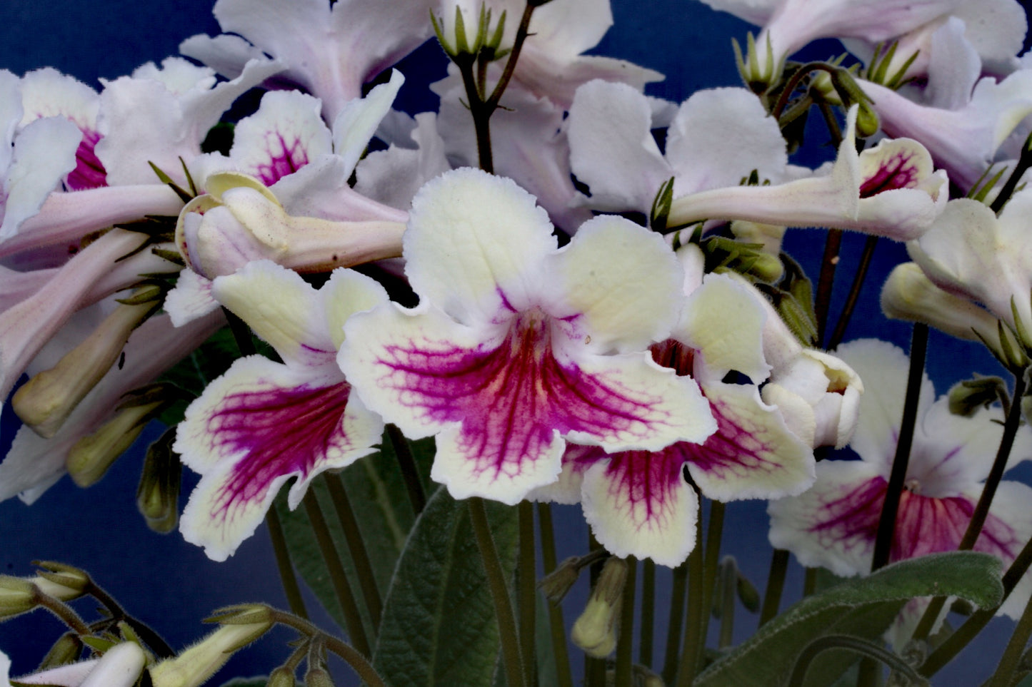 Streptocarpus Sioned