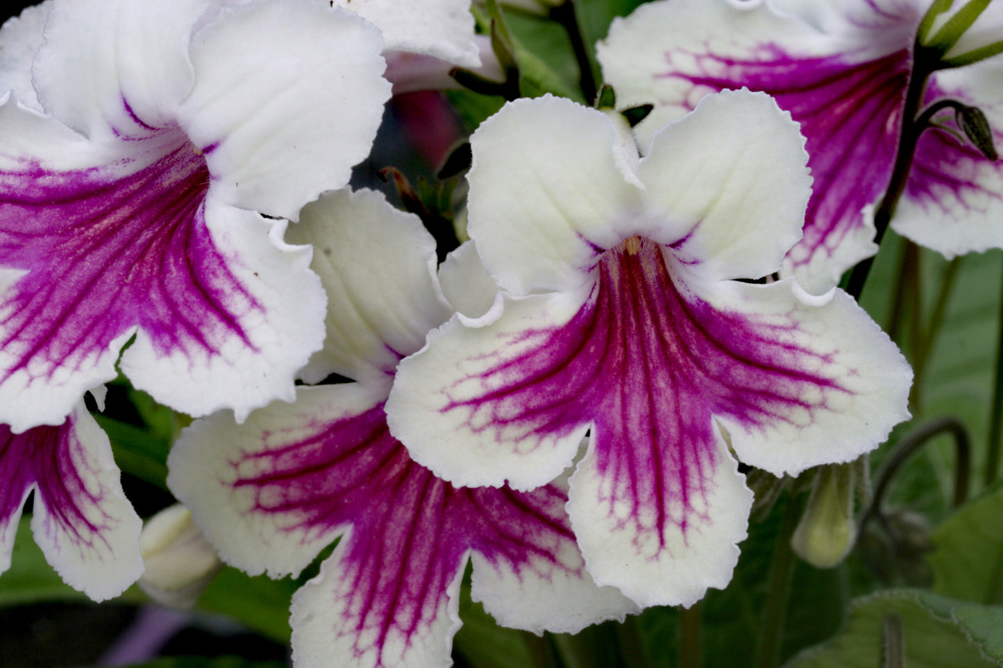 Streptocarpus Sioned