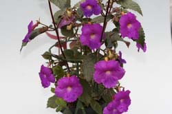 Achimenes Sterntaler