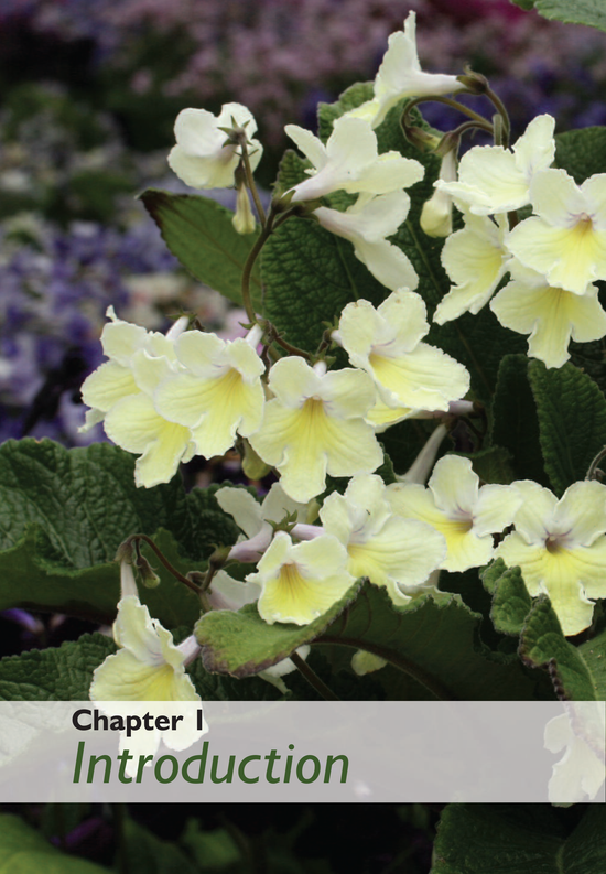 Streptocarpus Book – Dibleys