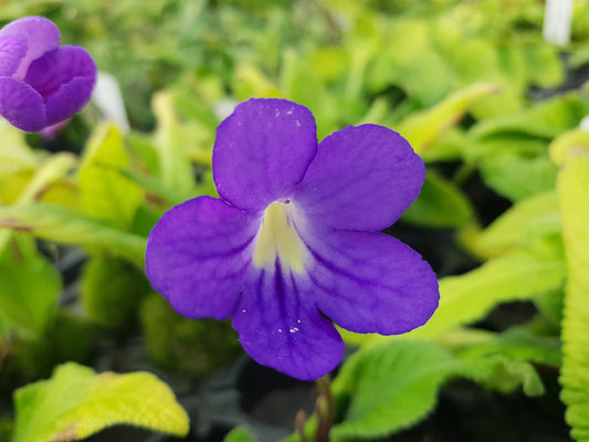 Streptocarpus Mini Nymph