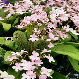 Streptocarpus Gloria