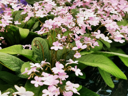 Streptocarpus Gloria