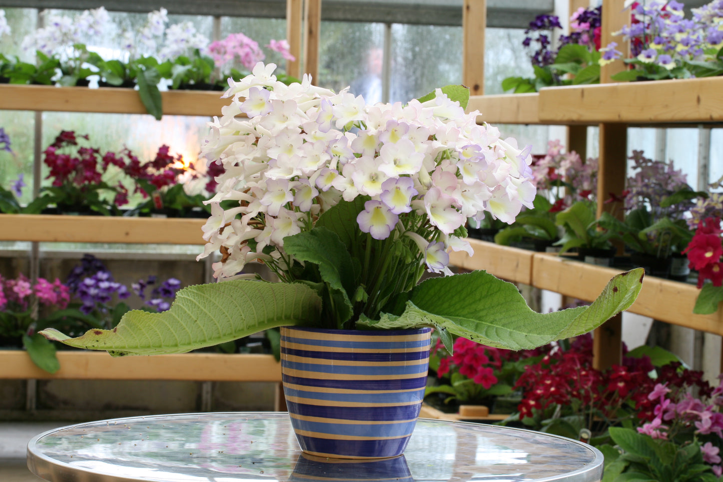 Streptocarpus Sweet Melys