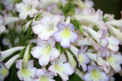 Streptocarpus Sweet Melys