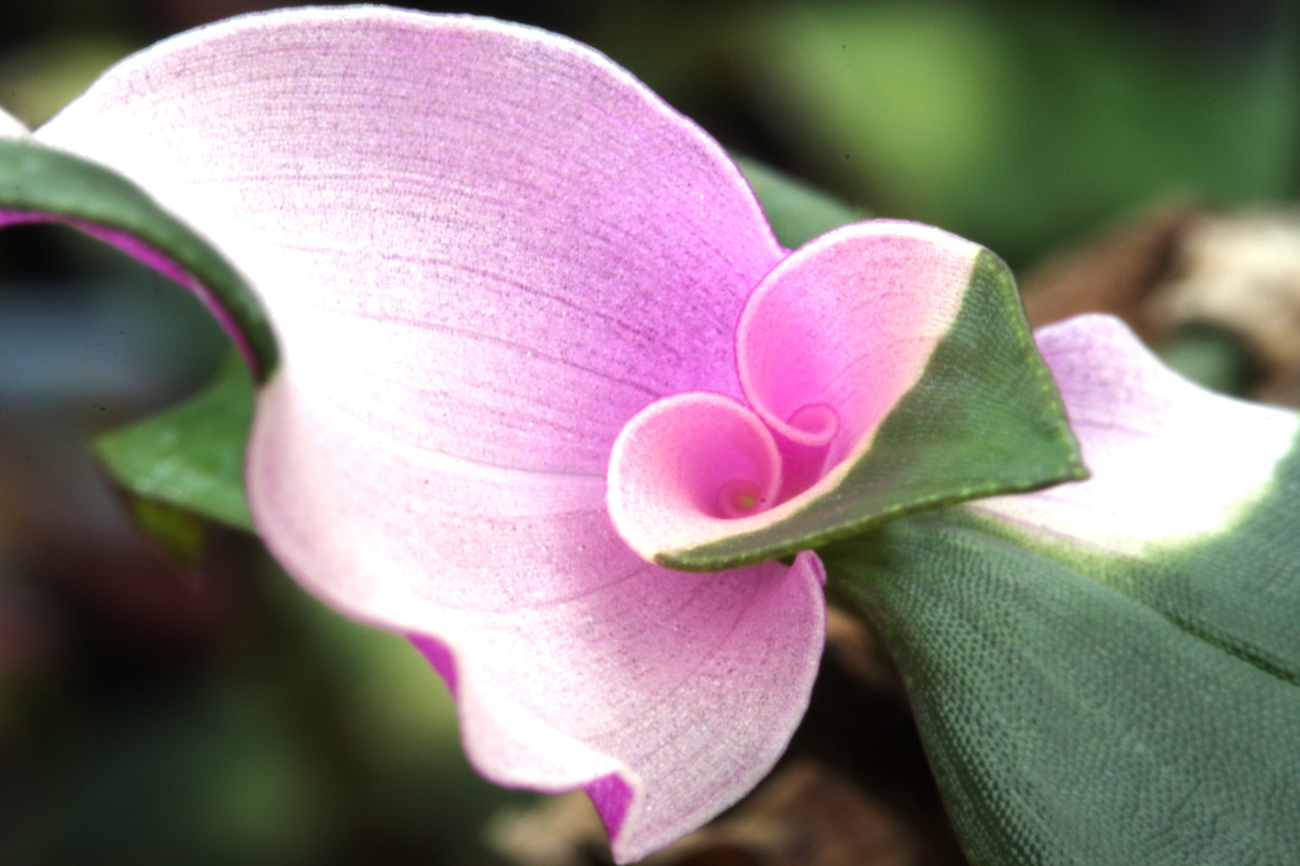 A Collection of 6 Tradescantia