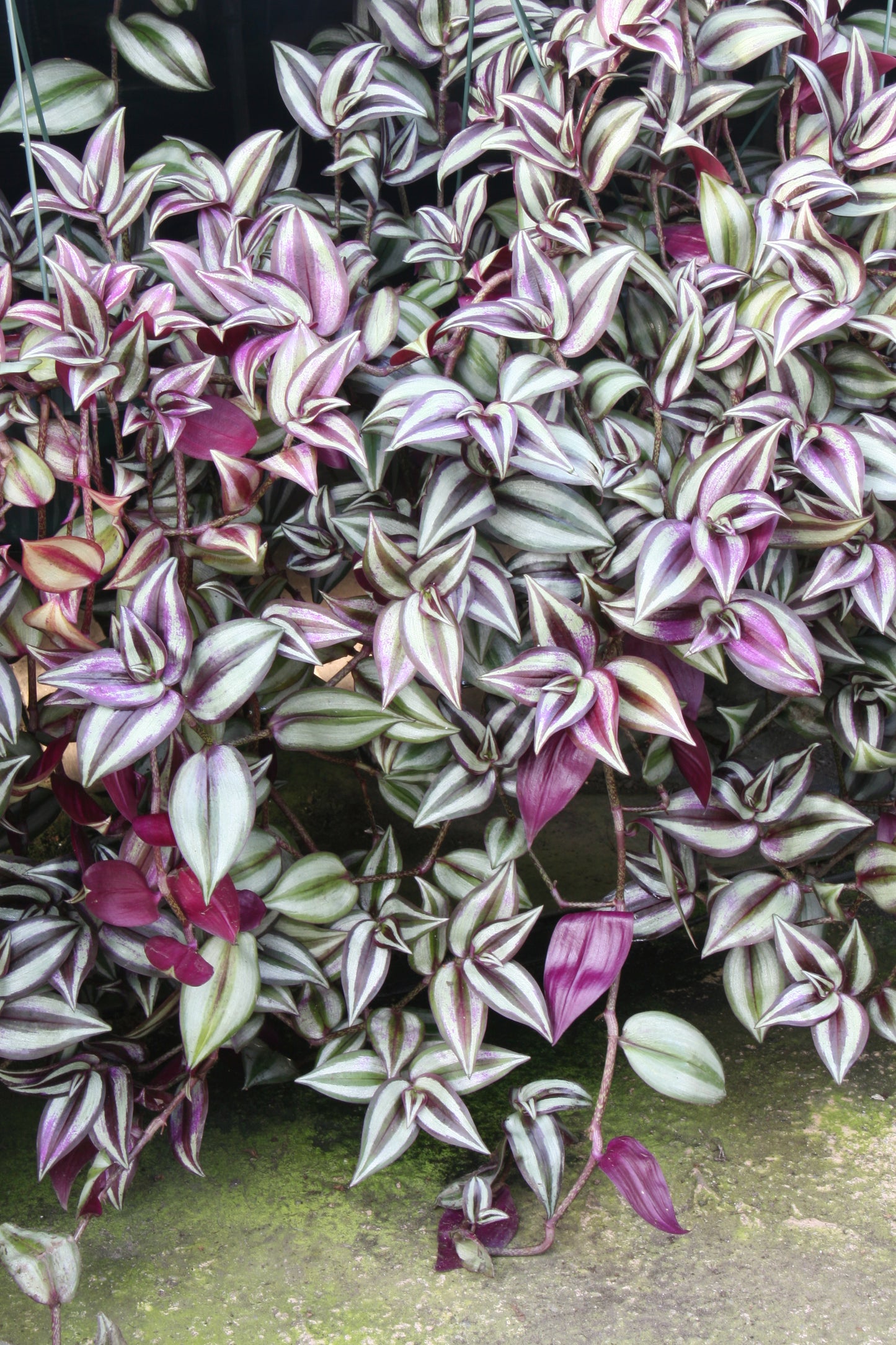 A Collection of 6 Tradescantia