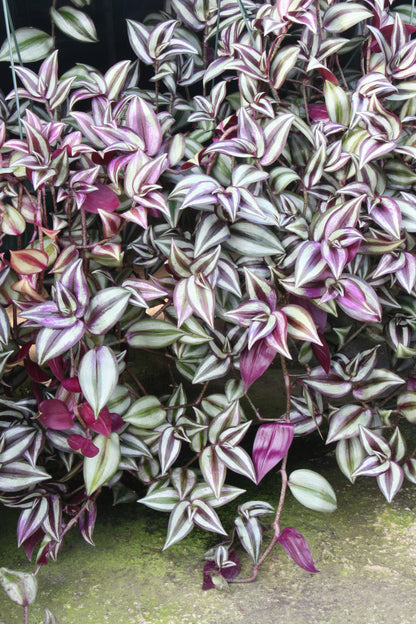 A Collection of 6 Tradescantia