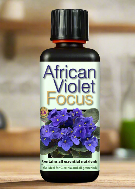 African Violet Focus