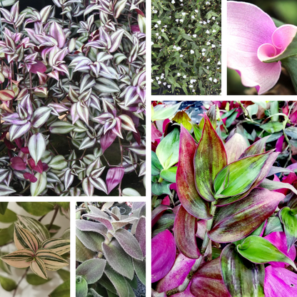 A Collection of 6 Tradescantia