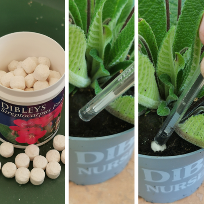 > DIBLEYS F00D TABLETS - Streptocarpus Food Tablets