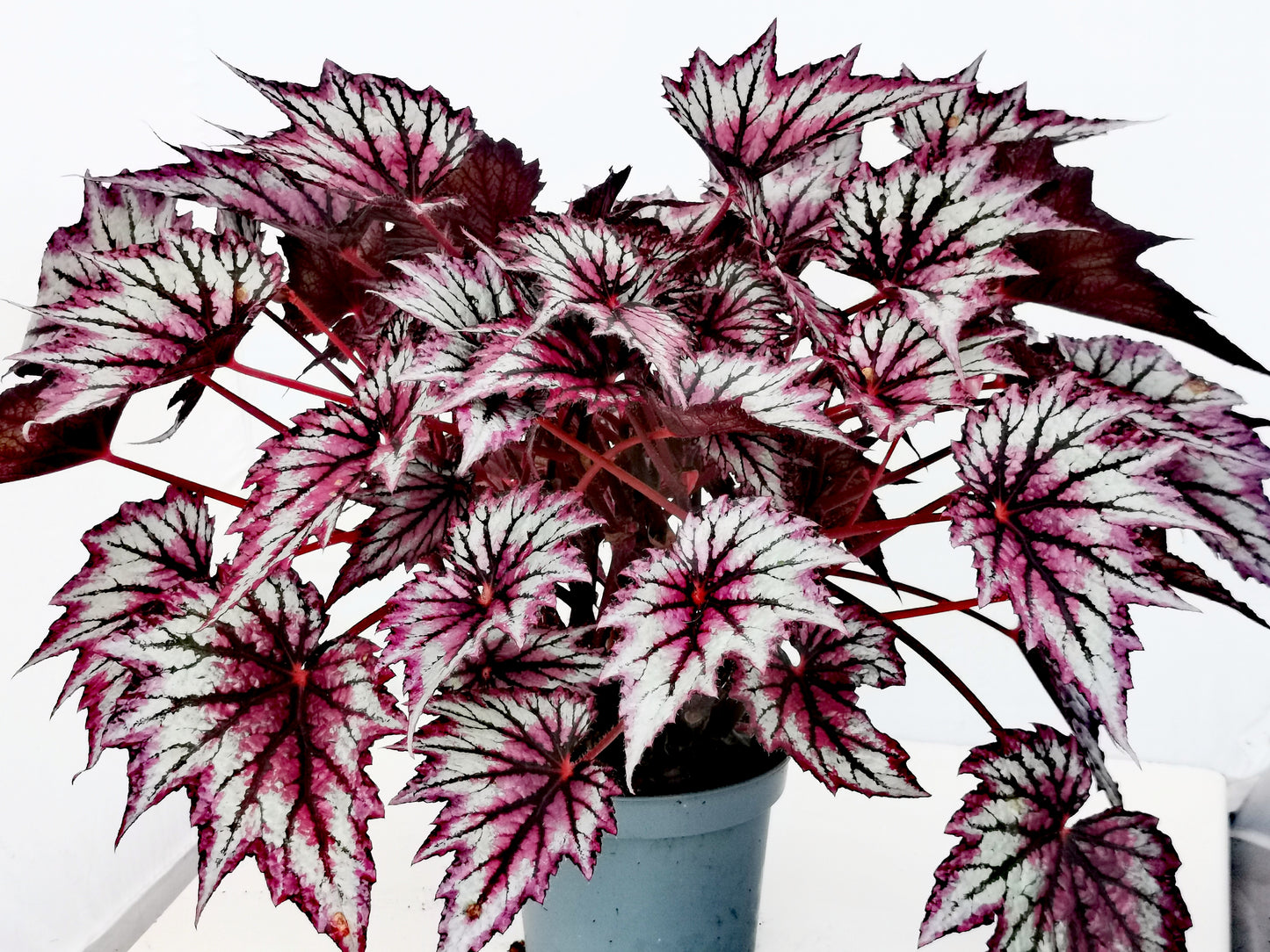 Begonia Wicked NEW 2025