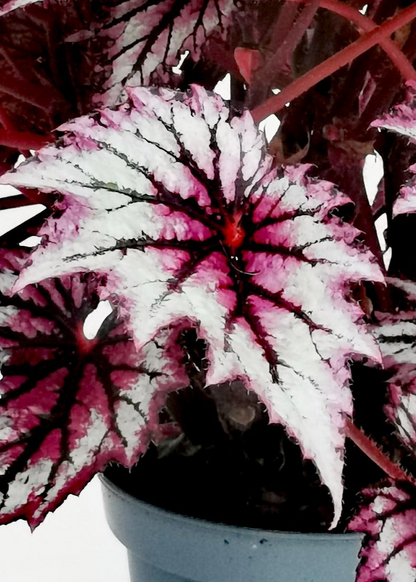 Begonia Wicked NEW 2025