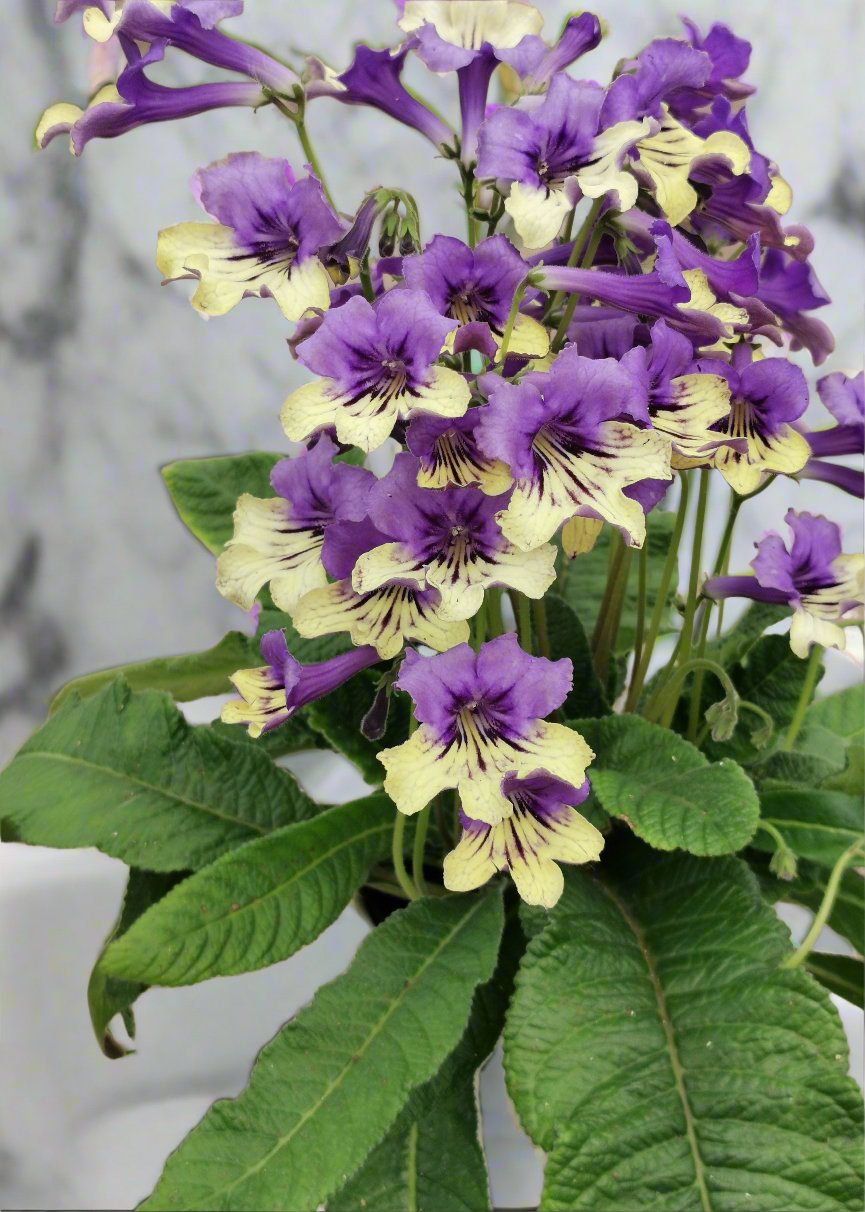 Streptocarpus Fleischle Collection A