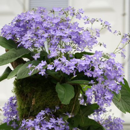 A Collection of Streptocarpus (our selection)