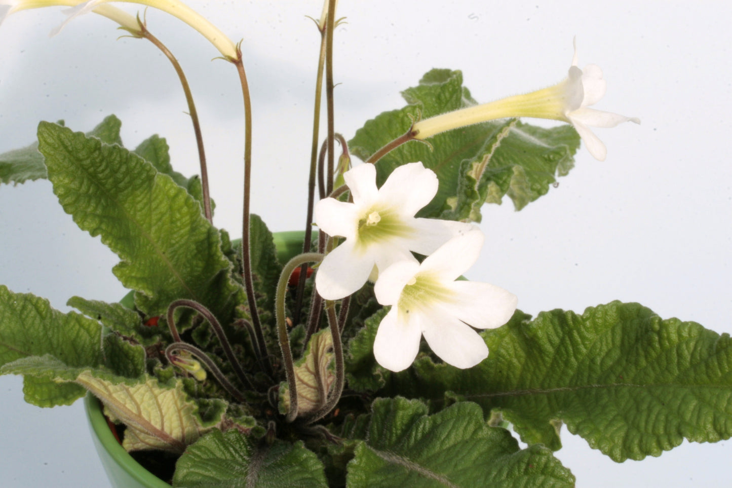 Streptocarpus gardenii (white form)