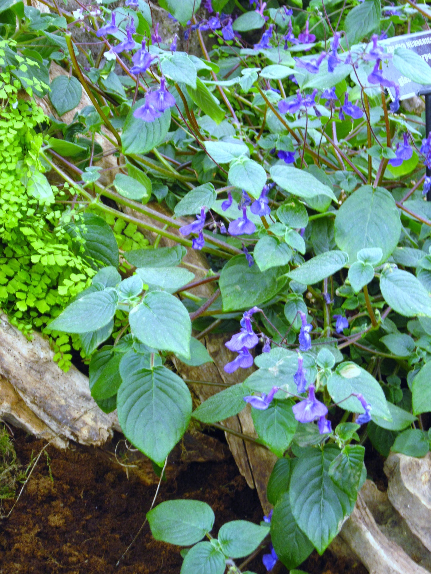 Streptocarpus glandulosissimus