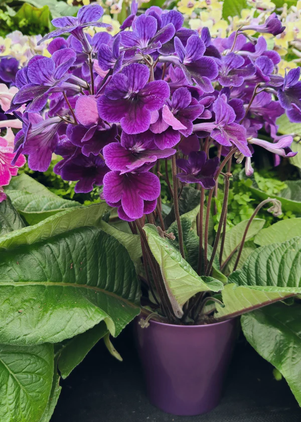 Streptocarpus Targa [Stella] PBR