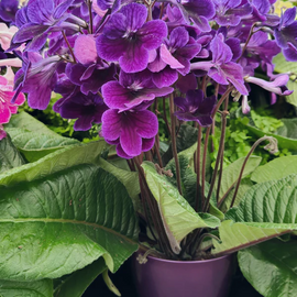 Streptocarpus Targa [Stella] PBR