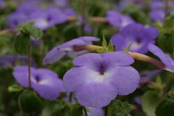 Achimenes longiflora 'Major'