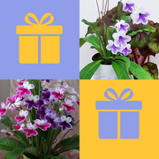 Houseplant Gift Box