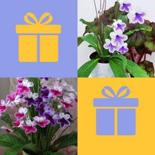 Houseplant Gifts