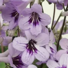 Potted Streptocarpus