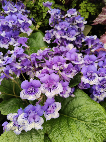 Streptocarpus Blue Frills