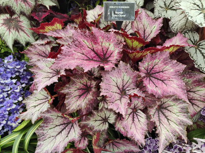 Begonia Lilac Charm