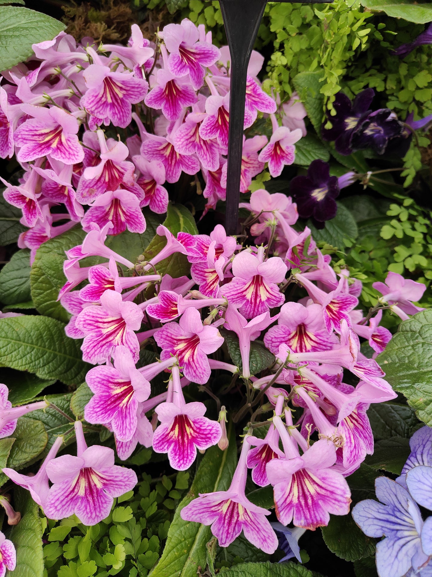 Streptocarpus Rosina NEW 2024