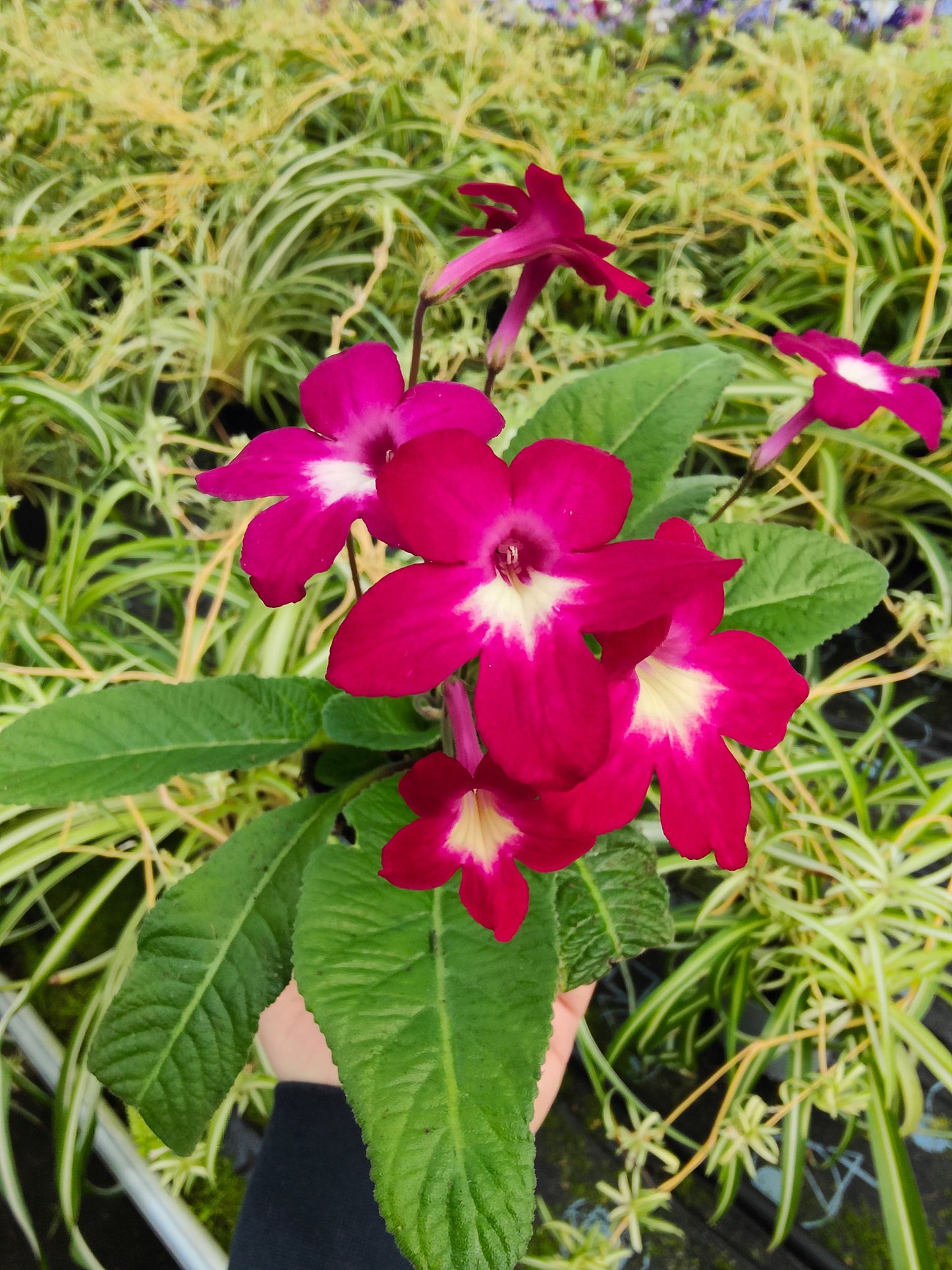 Streptocarpus Texas Hot Chili