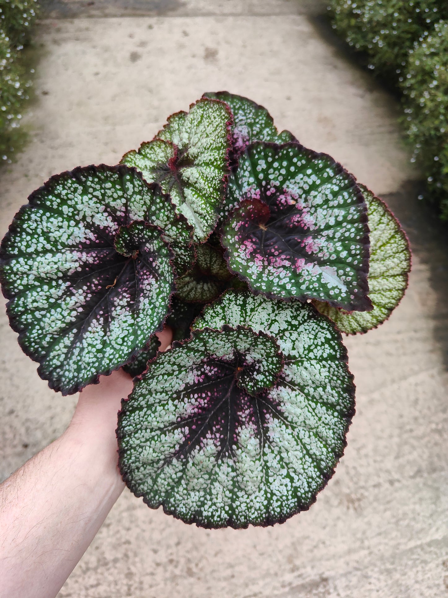 Begonia Rocheart